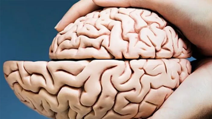بررسی نشانه های کوچک شدن مغز